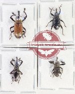 Scientific lot no. 1100 Curculionidae (4 pcs)