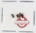 Scientific lot no. 1109 Curculionidae (4 pcs)