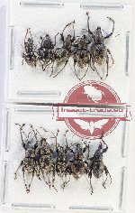 Scientific lot no. 1101 Curculionidae (10 pcs)