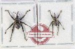 Scientific lot no. 1106 Curculionidae (2 pcs - 1 pc A2)