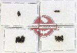 Scientific lot no. 1113 Curculionidae (Cossoninae spp.) ( 11 pcs)
