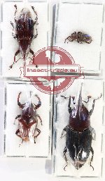 Scientific lot no. 1112 Curculionidae (Rhynchophorini spp.) (4 pcs - 2 pcs A2)