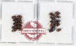 Scientific lot no. 1098 Coprophaga (Onthophagus spp.) (20 pcs)