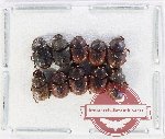 Scientific lot no. 1103A Coprophaga (Onthophagus spp.) (10 pcs)
