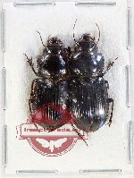 Scientific lot no. 1005A Carabidae (2 pcs A2)