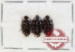 Scientific lot no. 1007A Carabidae (Spalomorpha sp.) (3 pcs)