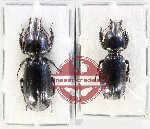 Scientific lot no. 1006A Carabidae (2 pcs A-)