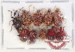 Scientific lot no. 113 Attelabidae (10 pcs)