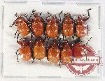 Scientific lot no. 119 Attelabidae (10 pcs)