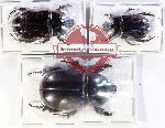 Scientific lot no. 4 Dynastinae (3 pcs)