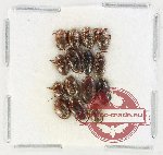 Scientific lot no. 230 Dytiscidae (15 pcs)