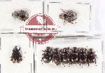 Hybosorinae Scientific lot no. 134 (9 pcs)