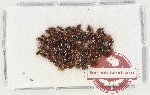 Scientific lot no. 229 Dytiscidae (90 pcs)