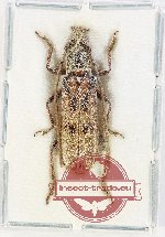 Coptopterus sp. 19