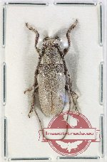 Lamiinae sp. 85