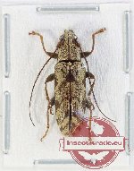 Tmesisternus sp. 31