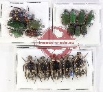 Scientific lot no. 73 Cetoniidae (17 pcs)