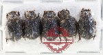 Scientific lot no. 4 Trogidae (5 pcs)