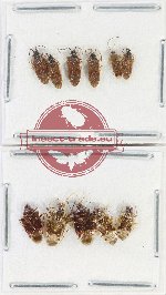 Scientific lot no. 1542 Heteroptera (11 pcs)