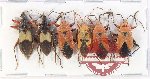 Scientific lot no. 1545 Heteroptera (6 pcs A2)
