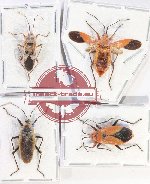Scientific lot no. 1544 Heteroptera (Pyrhocoidae spp.) (4 pcs)