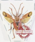 Pentatomidae sp. 78 (SPREAD)