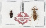 Scientific lot no. 1543 Heteroptera (2 pcs)
