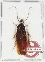 Blattodea sp. 58 (A-)