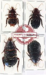 Scientific lot no. 138 Blattodea (4 pcs - 1 pc A2)
