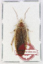 Blattodea sp. 59