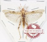 Orthoptera sp. 69