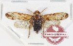 Birdantys sp. 2 (AA-)