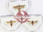Scientific lot no. 46 Homoptera (3 pcs)