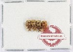Scientific lot no. 44 Homoptera (4 pcs)