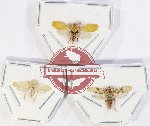 Scientific lot no. 45 Homoptera (3 pcs)