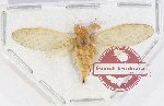 Cicadidae sp. 96 (A2)