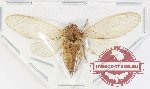 Cicadidae sp. 101 (A2)