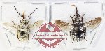 Scientific lot no. 588 Hymenoptera (2 pcs - 1 pc A2)