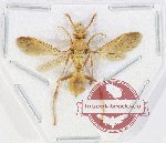 Hymenoptera sp. 144