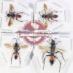 Scientific lot no. 591 Hymenoptera (4 pcs A-)