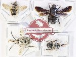 Scientific lot no. 590 Hymenoptera (4 pcs A-/A2)