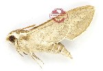 Hyles livornicoides (A-)