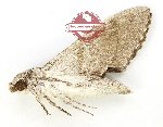 Psilogramma exigua