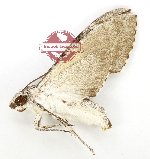 Psilogramma exigua (AA-)