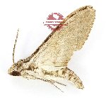 Agrius godarti (A2)