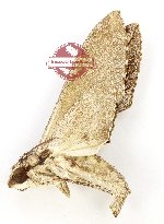 Agrius godarti