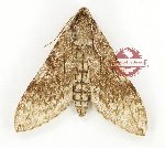 Coenotes eremophilae