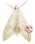 Leucomonia bethia (good A2)