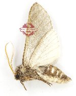 Hopliocnema brachycera