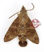 Macroglossum insipida (A-)